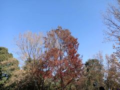 -香山公园