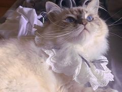 -柚子猫舍·精品猫舍购猫·猫咪认养·购宠·宠物店