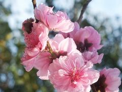 -桃花涧