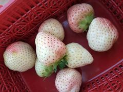 -喜杨洋草莓采摘园