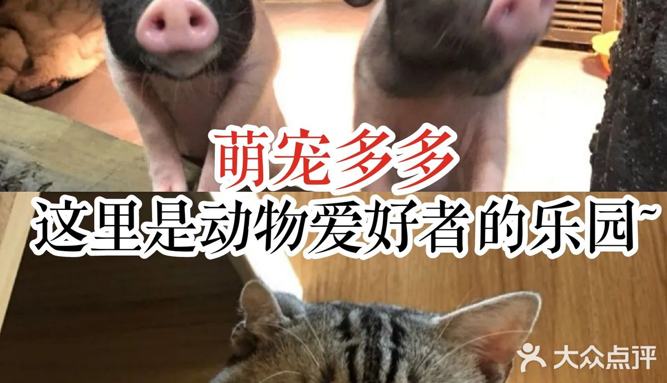 萌宠多多，这里是动物爱好者的乐园~