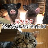 萌宠多多，这里是动物爱好者的乐园~