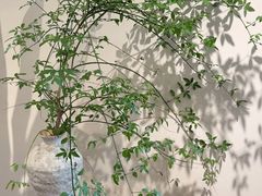 -墨宴(西洋湖店)