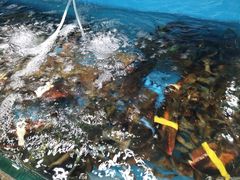 -港畔赶海蒸汽海鲜烧烤自助(仙螺岛店)
