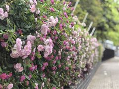 -上海市平和双语学校