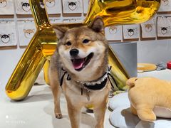 -柴务处·柴犬主题狗咖