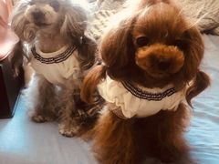 -北京赛佳动物医院