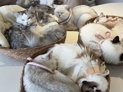 -怪兽屋·羊驼·猫咖·狗咖(俊华广场店)