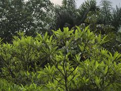 -滴水岩森林公园