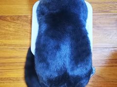 -宠福鑫24h动物医院