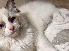 -猫猫幼稚园·撸猫·桌游·电玩