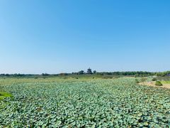 -上海海湾国家森林公园