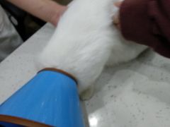 -贝利宠物医院·骨科·眼科·肿瘤转诊中心(南坪诊疗中心)
