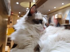 -滚猫咖啡·猫咖·猫友好撸猫(未来城店)