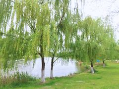 -九里河湿地公园