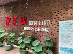 -陈家山荷花公园