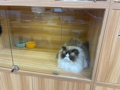 -猫十亿·布偶金渐层·曼基康矮脚猫舍(青年路店)
