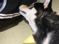 -逗柴咖啡屋·狗咖猫咖宠物桌游