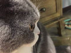 -共舞时光猫咖·狗咖(新街口店)