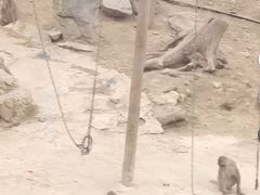 -栾川竹海野生动物园
