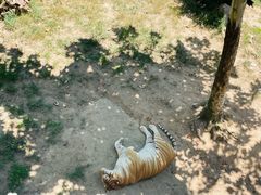 -西霞口神雕山野生动物世界