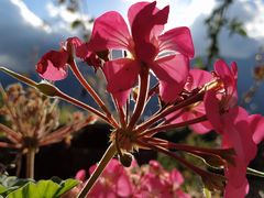 -喵屿·大理花园猫咖