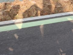 -合肥滨湖国家森林公园