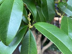 -自在弥林花园餐厅(云栖店)