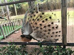 -深圳野生动物园