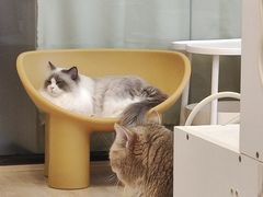 -有喵·猫咖·狗咖·30几只猫10只小狗(岗厦店)