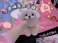 -萌宠之家·腊肠犬·马尔泰·小体犬舍