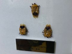 -上海昆虫博物馆