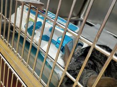 -瑞派·关忠动物医院·异宠专科·犬猫肿瘤·皮肤专科(望京店)