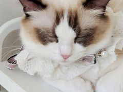 -怪兽屋·羊驼·猫咖·狗咖(俊华广场店)