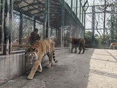 -上海野生动物园