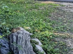 -黑龙江省森林植物园