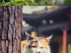 -西园戒幢律寺