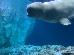 -珠海长隆海洋王国