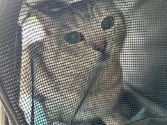 -乐琪宠物医院·犬猫专科·骨外科·急重症