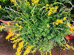 -秦美花卉(天朗·莱茵小城2期店)