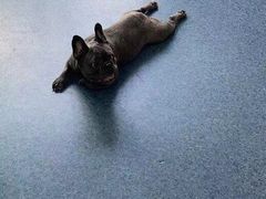 -宠颐生宠物医院·犬猫全科·皮肤科(商业街店)