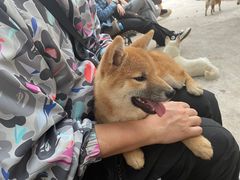 -柴犬高等学院·狗咖·柴犬售卖·宠物训练