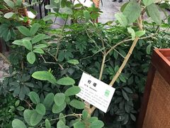 -汤山翠谷生态餐厅