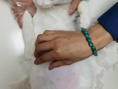 -谐和贝康宠物医院24小时·宠保定点(急重症转诊中心)