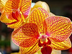 -溪岸路花鸟市场