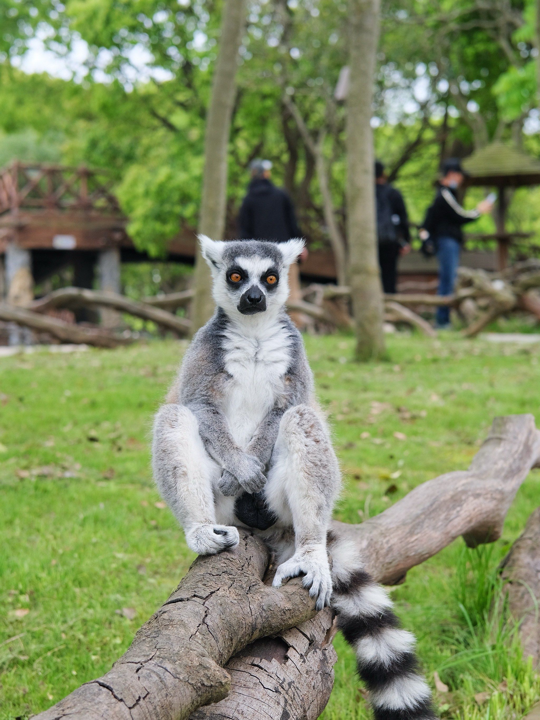 动物园里的显眼包|揣手手的环尾狐猴