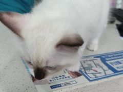 -佳雯宠物医院·皮肤科·内外科(春晓路分院)