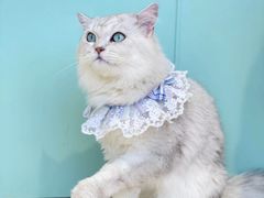 -怪兽屋·羊驼·猫咖·狗咖(俊华广场店)