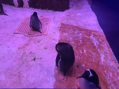 -暹罗海洋世界