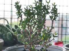 -中环花鸟鱼虫市场